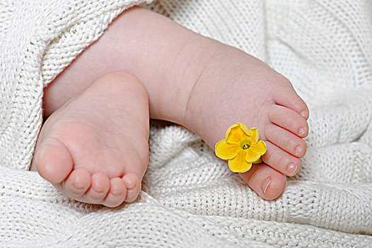 脚,婴儿,花,6个月