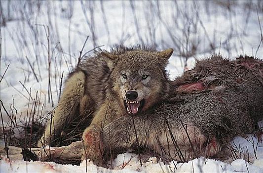 灰狼,狼,狰狞,上方,畜体,哺乳动物,北美,动物