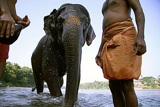 大象,室外,沐浴,印度南部