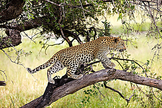 豹,4个月,老,幼兽,站立,枝条,纳米比亚