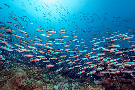 成群,霓虹,黑带鳞鳍梅鲷,珊瑚礁,逆光,印度洋,马尔代夫,亚洲
