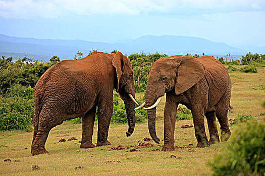 非洲象,两个,成年,雄性,姿势,阿多大象国家公园,东开普省,南非,非洲
