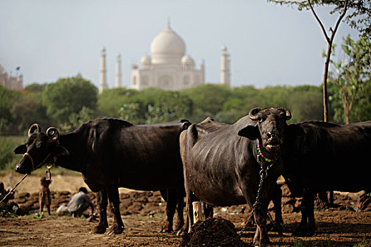 母牛,泰姬陵,阿格拉,印度