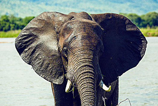 津巴布韦大象