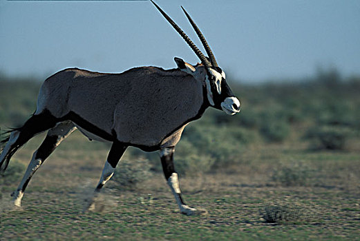 纳米比亚,埃托沙国家公园,成年,南非大羚羊,羚羊,跑,卡拉哈里沙漠