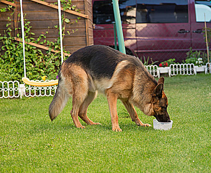 德国牧羊犬,狗,喝,水,器具,花园