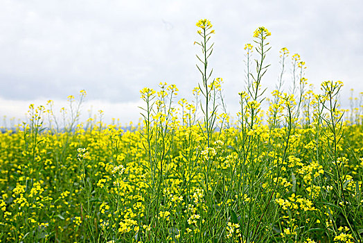 北方,油菜花