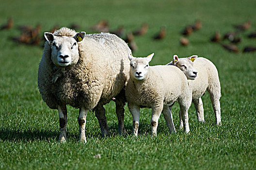 家羊,绵羊,母羊,两个,羊羔,特塞尔,荷兰