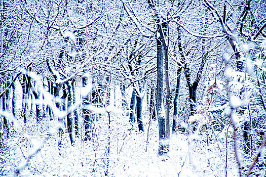 雪景