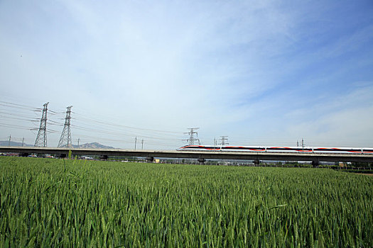 山东省日照市,麦田绿油油一片丰收在望,农民田间管理忙不停