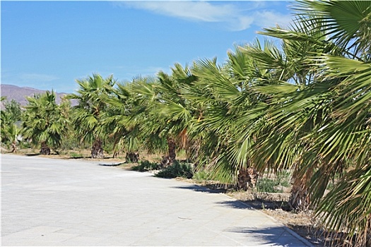 棕榈树,地中海,西班牙