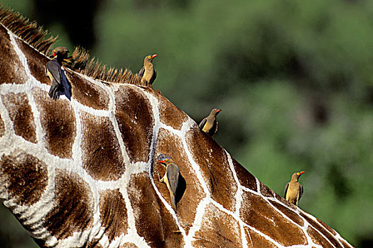 肯尼亚,牛椋鸟,红嘴牛椋鸟,挑选,网纹状,长颈鹿,背影