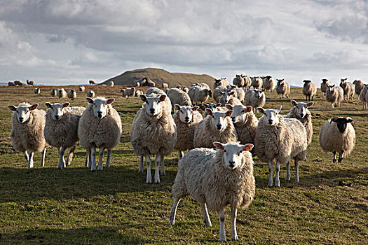 诺森伯兰郡,英格兰,羊群,土地