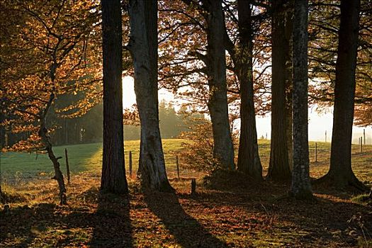 日落,树,秋日树林,感知,地区,瑞士,欧洲