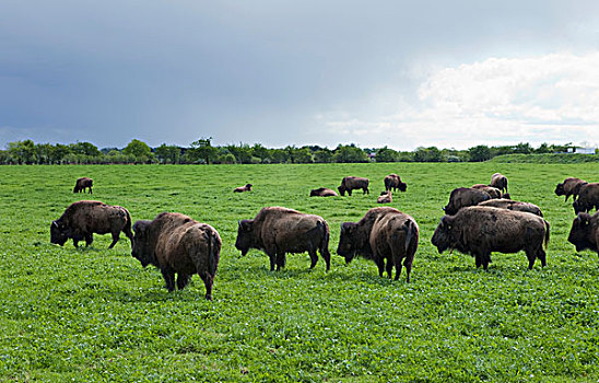 怪异,独特,家养,野牛,牧群,靠近,米斯郡,爱尔兰