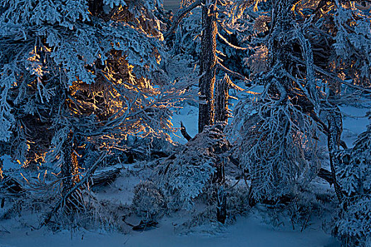 冬日树林,布罗肯,哈尔茨山,萨克森安哈尔特,德国