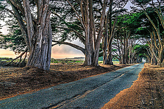 道路,树,雷斯岬,国家公园,加利福尼亚