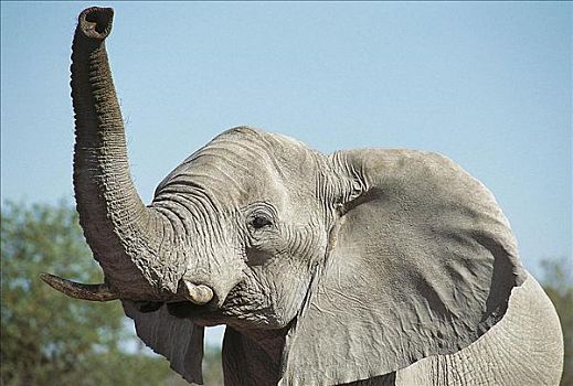 大象,非洲象,哺乳动物,埃托沙国家公园,纳米比亚,非洲,动物