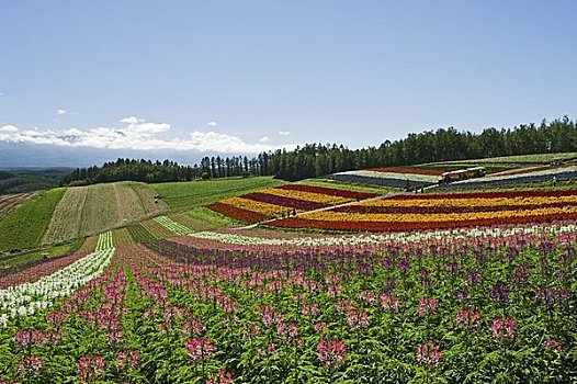 彩色,季节,山