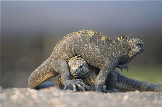 海鬣蜥,雌性,争斗,保护,筑巢地,费尔南迪纳岛,加拉帕戈斯群岛,厄瓜多尔