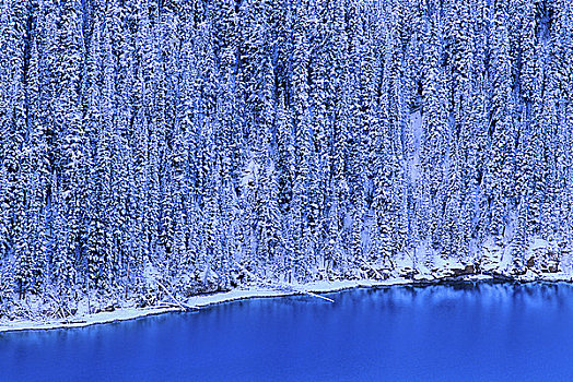 树林,佩多湖,冰原大道,班芙国家公园,艾伯塔省,加拿大