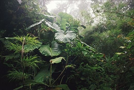 雾林,植被,竹子,蒙特维多云雾森林自然保护区,哥斯达黎加
