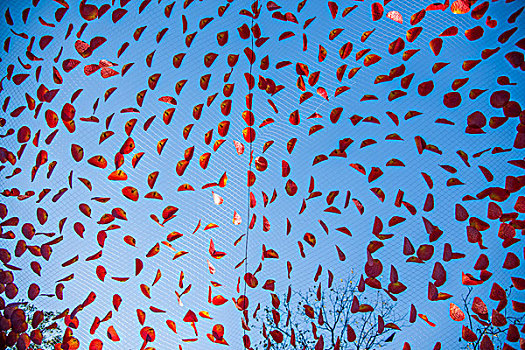 北京香山公园红叶节上布置的人造红叶网