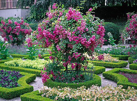 藤蔓玫瑰,黄杨属,圆形,花坛,宫廷花园,弗赖辛