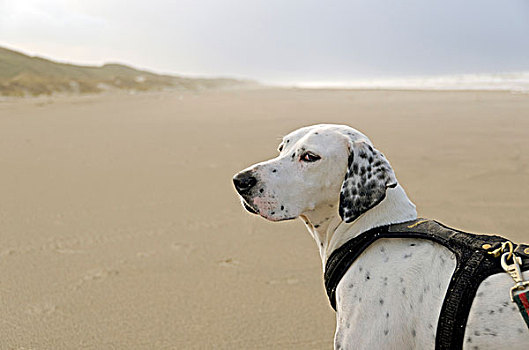 狗,海滩,假日,北方,日德兰半岛,湾,丹麦,欧洲