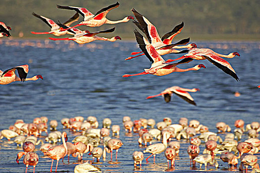 小红鹳,成年,飞行,纳库鲁湖,肯尼亚