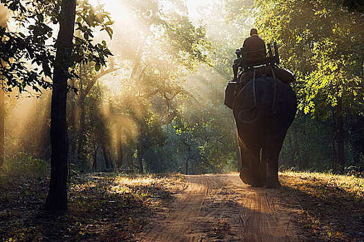 男人,骑,大象,班德哈维夫国家公园,中央邦,印度