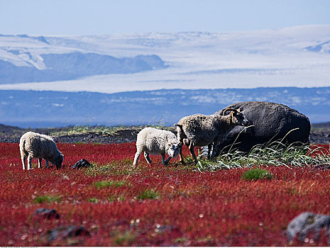 绵羊,地点,冰河,冰岛