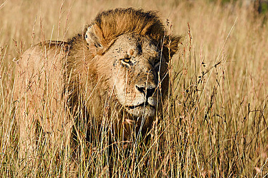 狮子,雄性,尾随,高,大草原,草,马赛马拉,肯尼亚,非洲