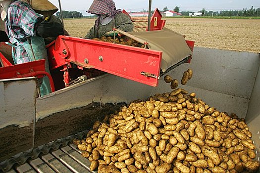 土豆,过滤,工作
