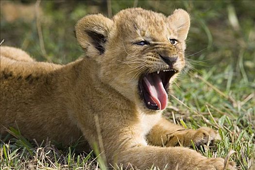 非洲狮,狮子,6-7岁,星期,老,幼兽,哈欠,脆弱,马赛马拉国家保护区,肯尼亚