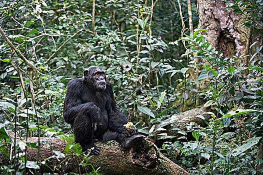 黑猩猩,类人猿,非洲,水果,西部,乌干达