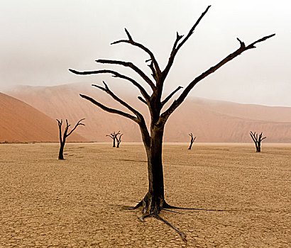 纳米比亚,纳米比诺克陆夫国家公园,死亡谷,怪异,雨天,早晨,画廊