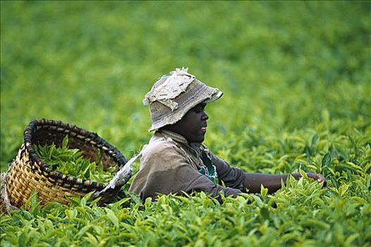 工作,收获,作物,卢旺达