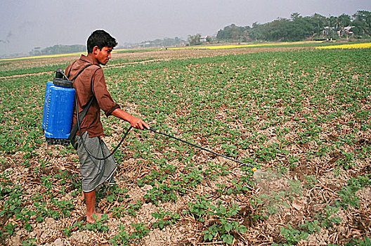 农民,杀虫剂,土豆田,孟加拉,十二月,2007年