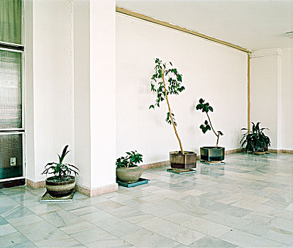 大厅,装饰,观叶植物