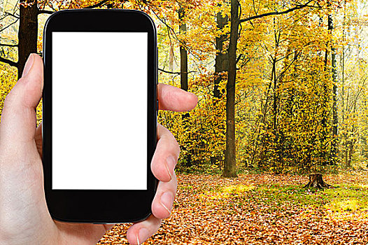 智能手机,阳光,秋日树林