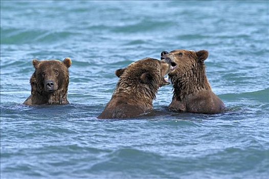 阿拉斯加,棕熊,年轻,熊,打闹,水