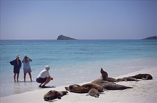 游客,摄影,海狮,加拉帕戈斯海狮,湾,胡德岛,加拉帕戈斯群岛,厄瓜多尔