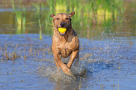 拉布拉多犬,雌性,狗,跑,水,球,嘴