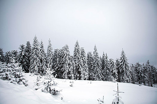 冬季风景,积雪,树林