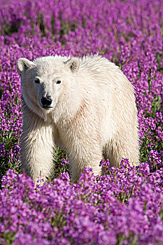 北极熊,杂草,哈得逊湾,加拿大