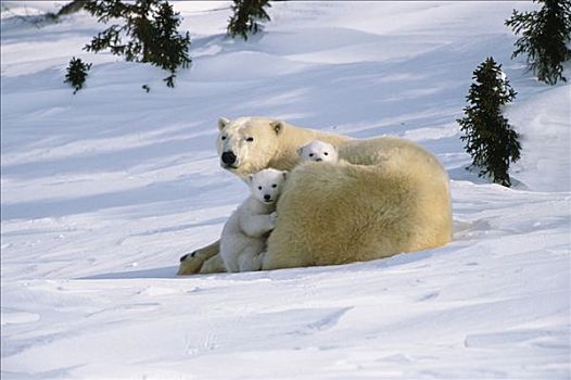 北极熊,幼兽,瓦普斯克国家公园,加拿大,冬天