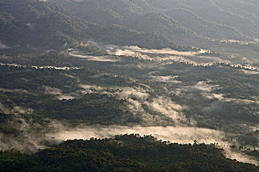 晨雾,上方,雨林,巴布亚新几内亚