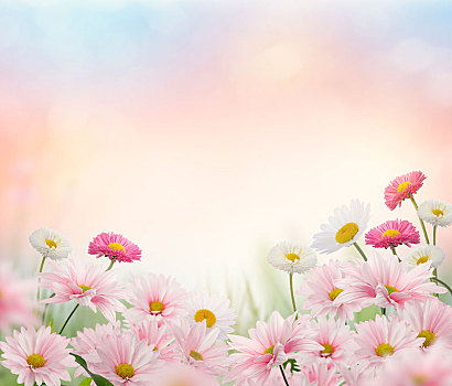 粉色,白花,花