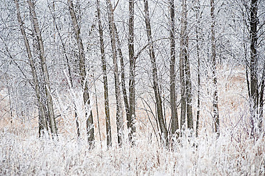曼尼托巴,加拿大,雪,遮盖,树,草,冬天